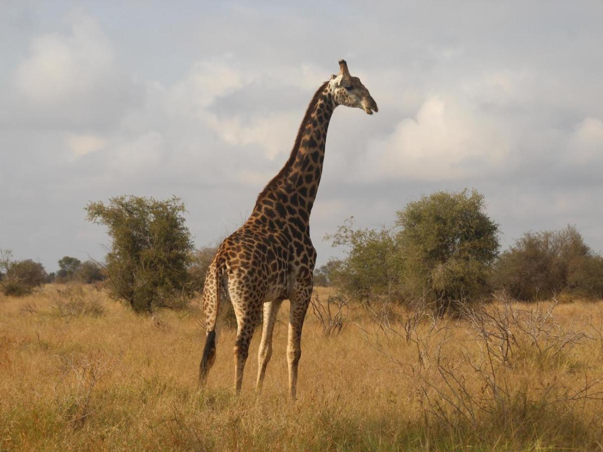 Masorini Bush Lodge & Safari Tents Phalaborwa Εξωτερικό φωτογραφία